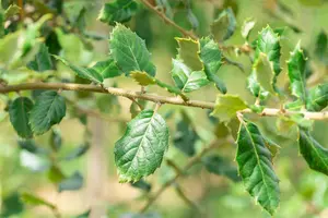 Quercus ilex - 300-350 CM C375 - image 5