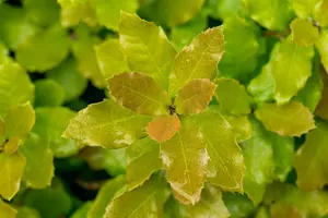 Quercus ilex - 150-175 CM C25 - image 2