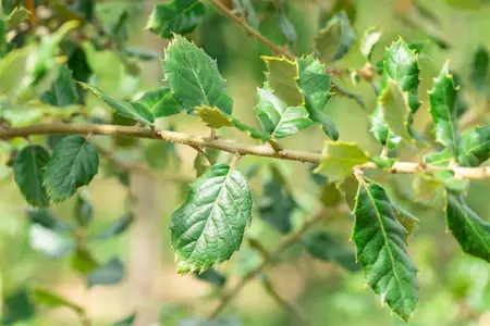 Quercus ilex - STD 30-35 CM C85 - image 5