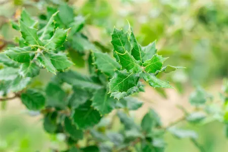 Quercus ilex - 350-400 CM C290 - image 3