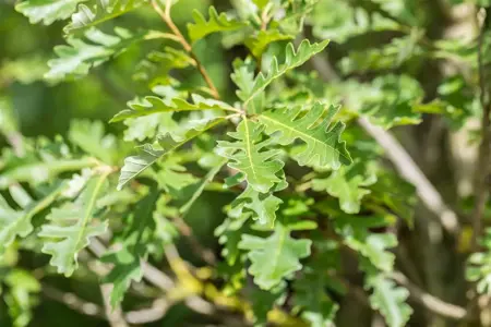 Quercus macrocarpa - Plug/Celgrown - image 1