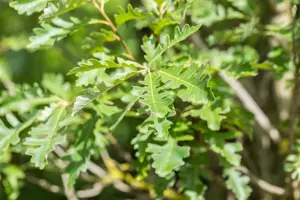 Quercus macrocarpa