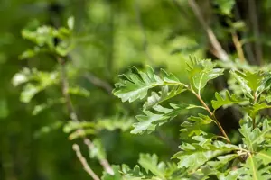 Quercus macrocarpa - Plug/Celgrown - image 2