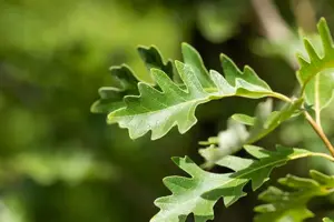 Quercus macrocarpa - Plug/Celgrown - image 3