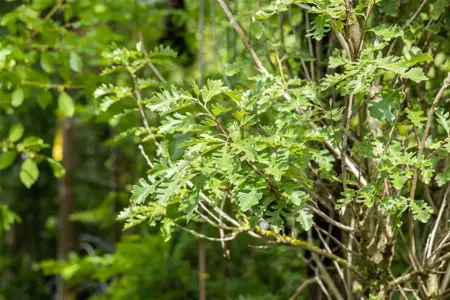 Quercus macrocarpa - Plug/Celgrown - image 4