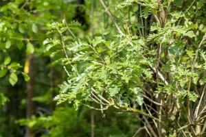 Quercus macrocarpa - Plug/Celgrown - image 4