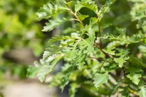 Quercus macrocarpa - Plug/Celgrown - image 5