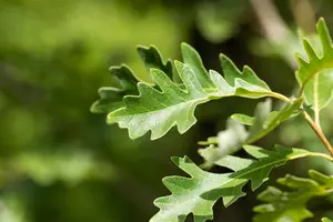 Quercus macrocarpa - 125-150 CM C3 WHIP - image 3