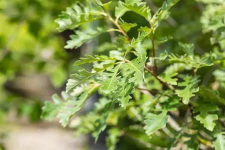 Quercus macrocarpa - 125-150 CM C3 WHIP - image 5