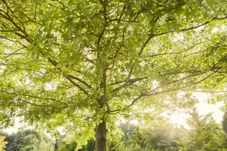 Quercus palustris - Plug/Celgrown