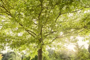 Quercus palustris - 80-100 CM C12
