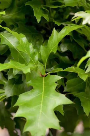 Quercus palustris 'Green Dwarf' - 50-60 CM C12 - image 5