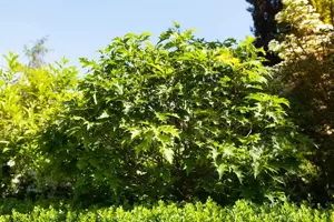 Quercus palustris 'Green Dwarf'