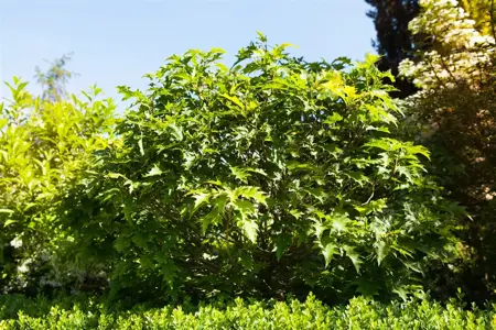 Quercus palustris 'Green Dwarf' - STEM 225 CM, GIRTH 10-12 CM C35 - image 1