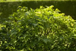 Quercus palustris 'Green Dwarf' - STEM 225 CM, GIRTH 10-12 CM C35 - image 5