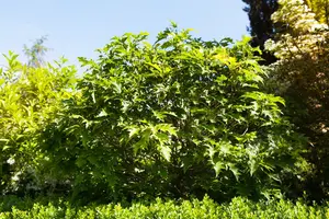 Quercus palustris 'Green Dwarf' - STEM 200 CM, GIRTH 12-14 CM C35 - image 5