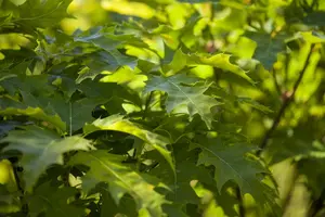 Quercus palustris 'Green Dwarf' - 50-60 CM C12 - image 4