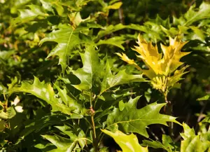 Quercus palustris 'Green Dwarf' - STEM 225 CM, GIRTH 10-12 CM C35 - image 2