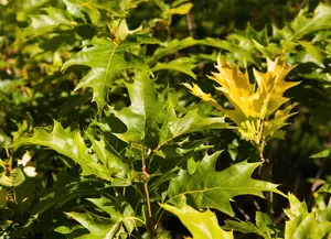 Quercus palustris 'Green Dwarf' - STEM 200 CM, GIRTH 12-14 CM C35 - image 2