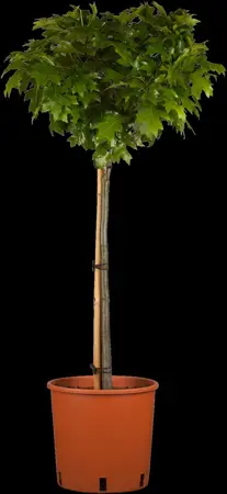Quercus palustris 'Green Dwarf' - STEM 225 CM, GIRTH 14-16 CM RB - image 4