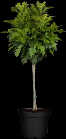 Quercus palustris 'Green Dwarf' - STEM 200 CM, GIRTH 4-6 CM CONT - image 3