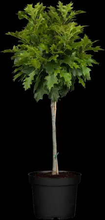 Quercus palustris 'Green Dwarf' - STEM 200 CM, GIRTH 12-14 CM C35 - image 3