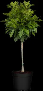 Quercus palustris 'Green Dwarf' - STEM 200 CM, GIRTH 12-14 CM C35 - image 3