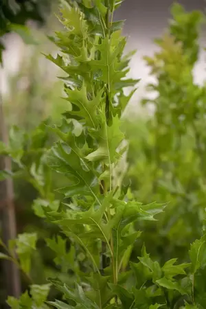 Quercus palustris 'Green Pillar' - P9 - image 1