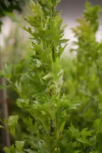 Quercus palustris 'Green Pillar'