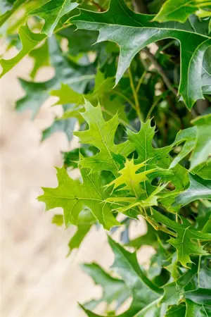 Quercus palustris 'Green Pillar' - P9 - image 5
