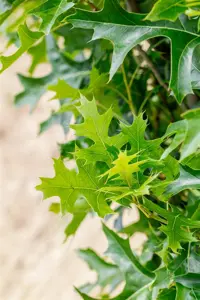 Quercus palustris 'Green Pillar' - P9 - image 5