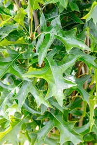 Quercus palustris 'Green Pillar' - STD 20-25 CM RB - image 2