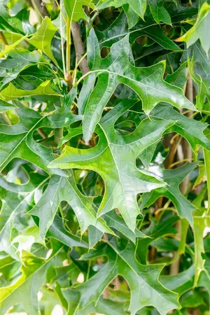 Quercus palustris 'Green Pillar' - 150-175 CM FTH. WHIP C10 - image 2