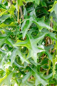 Quercus palustris 'Green Pillar' - 150-175 CM FTH. WHIP C10 - image 2