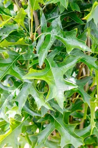 Quercus palustris 'Green Pillar' - STD 16-18 CM CONT    - image 2