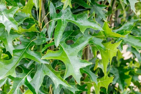 Quercus palustris 'Green Pillar' - P9 - image 3