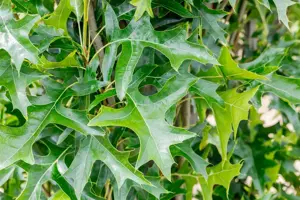 Quercus palustris 'Green Pillar' - P9 - image 3