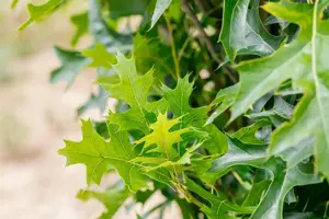 Quercus palustris 'Green Pillar' - P9 - image 4