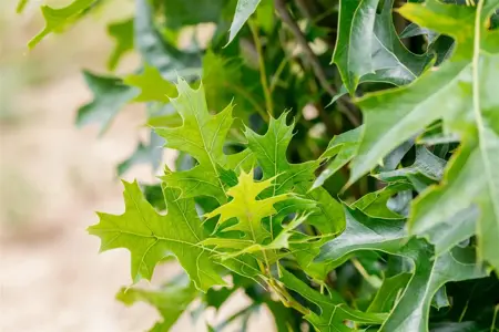 Quercus palustris 'Green Pillar' - STDS 14-16 CM RB - image 4