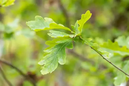 Quercus petraea - Plug/Celgrown - image 2