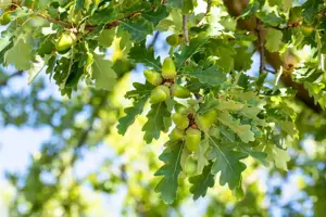 Quercus petraea - STD 10-12 CM CONT    - image 1