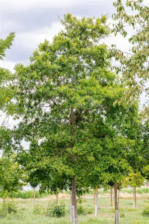 Quercus phellos - 125-150 CM C35 - image 3