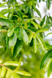 Quercus phellos - STD 25-30 CM RB - image 2