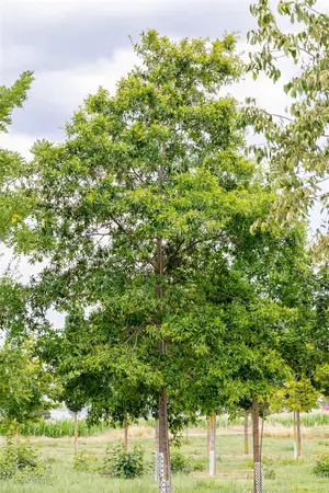 Quercus phellos - MULTISTAM 250-300 CM C100 - image 3