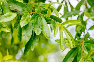 Quercus phellos