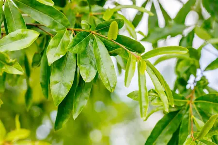 Quercus phellos - STD 20-25 CM RB - image 1