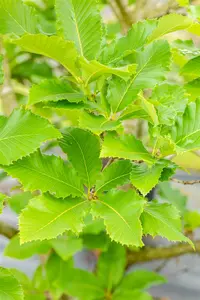 Quercus pontica - SOLITAIR 200-250 CM C40 - image 2