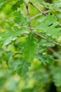 Quercus pubescens - STDS 14-16 CM RB - image 2