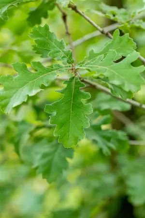 Quercus pubescens - MULTISTEM 250-300 CM RB - image 2