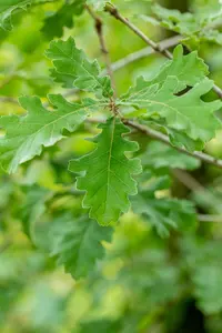 Quercus pubescens - MULTISTEM 250-300 CM C45 - image 2